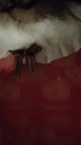 深圳圣诞去年的库存，今年会是谁呢